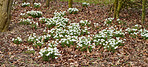 Common snowdrop - Galanthus nivalis