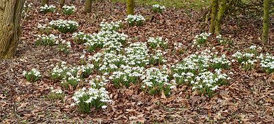 Buy stock photo Field of snowdrop flowers growing in quiet woodland forest. Nature wallpaper of spring plants blossoming in a winter field. Delicate white blooms of Galanthus nivalis with copy space