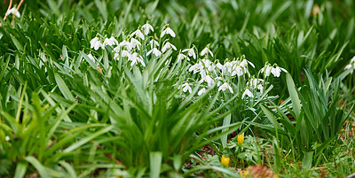 Buy stock photo Closeup of pure white snowdrop or galanthus flowers blooming in a garden in spring. Bulbous, perennial and herbaceous plant from the amaryllidaceae species thriving in a peaceful yard outdoors