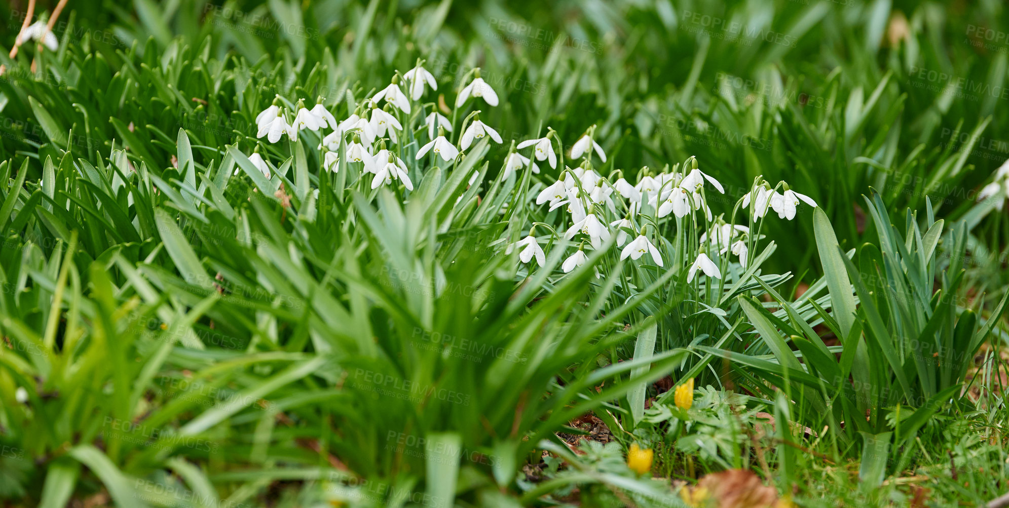 Buy stock photo Closeup of pure white snowdrop or galanthus flowers blooming in a garden in spring. Bulbous, perennial and herbaceous plant from the amaryllidaceae species thriving in a peaceful yard outdoors