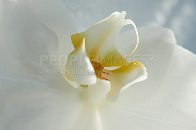 Buy stock photo Closeup of a white orchid or orchidaceae flower growing, blossoming and flowering while symbolising love and luxury. Texture detail and macro view of plant used as interior decoration or centrepiece