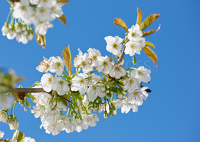 Buy stock photo Closeup of white flowers on branch against blue sky on a sunny day. Blooming Mirabelle plum tree (Prunus domestica L.) in spring