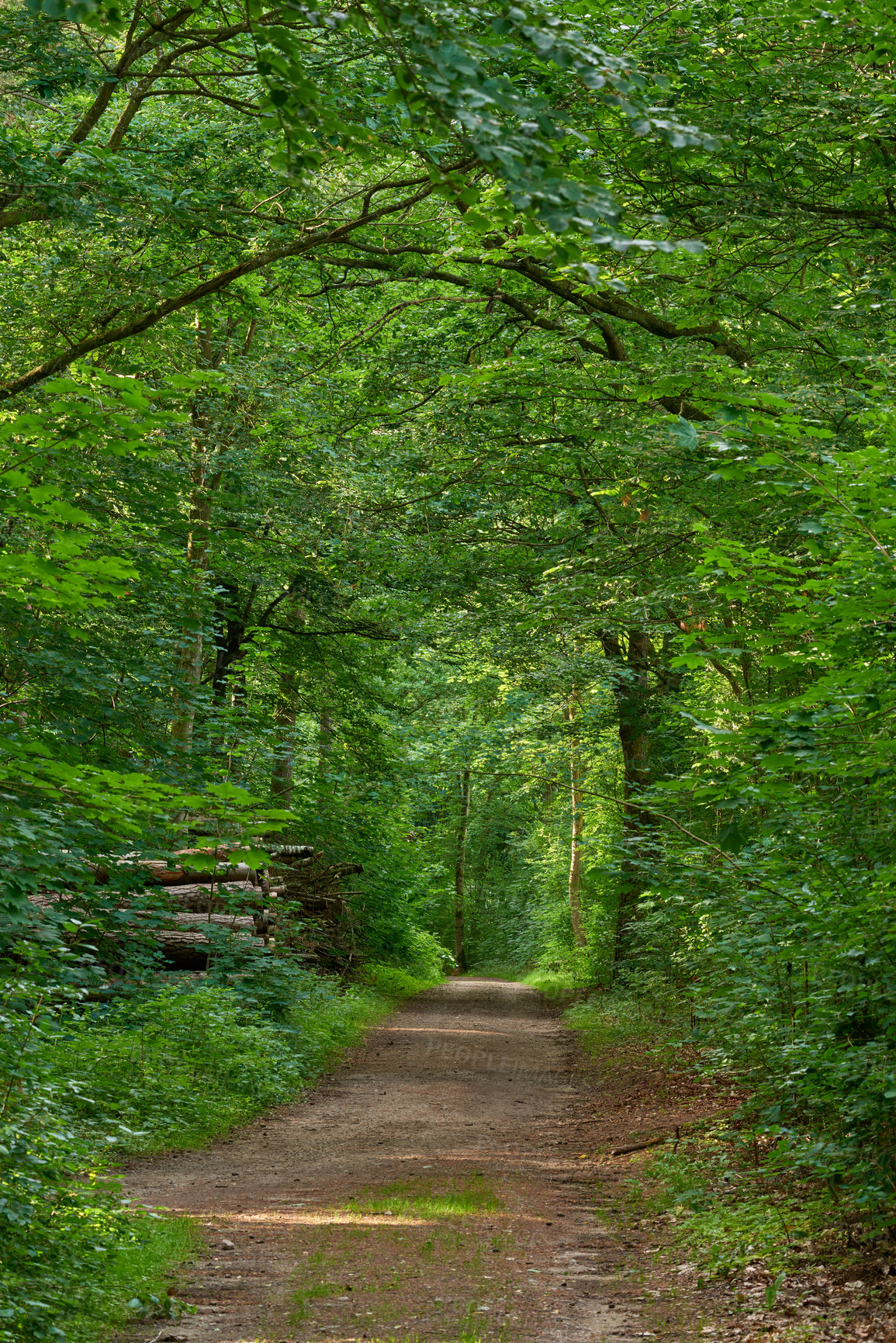 Buy stock photo Lush forest with an old road through a magical green wilderness. Peaceful quiet nature landscape of endless woodland to explore on travel adventure. Vibrant trees growing in spring in Denmark