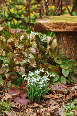 Buy stock photo Closeup of white common snowdrop flowers growing among barrenwort or epimedium pinnatum in lush, secluded and garden or forest. Texture detail of evergreen bush and blossoming galanthus nivalis