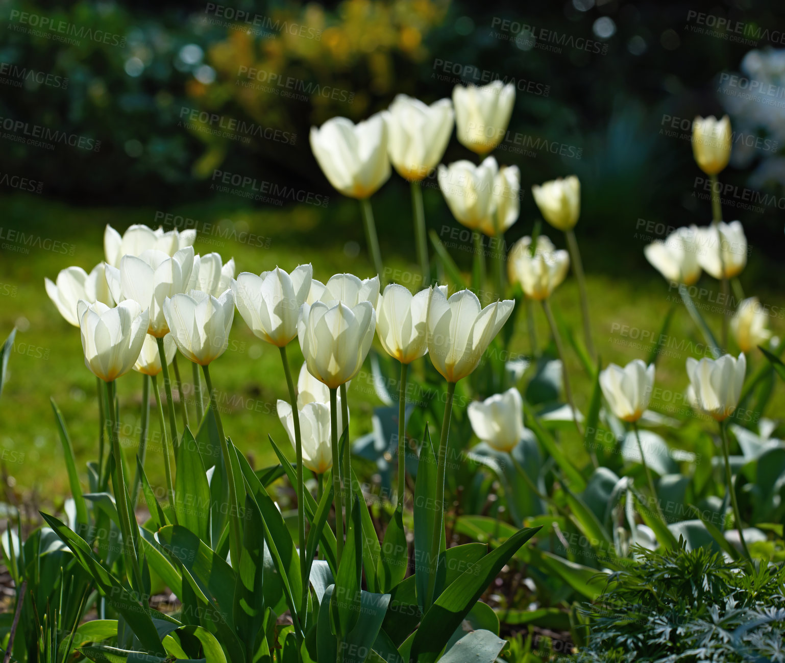 Buy stock photo Beautiful white tulips in my garden in early springtime