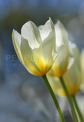 Buy stock photo Beautiful white tulips in my garden in early springtime