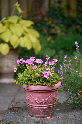 Buy stock photo Pink flowers in a vase in a backyard garden in summer. Zonal geranium flowers displayed in a vessel or jar on a lawn for landscaping and decoration. Flowering pot plant ina natural environment