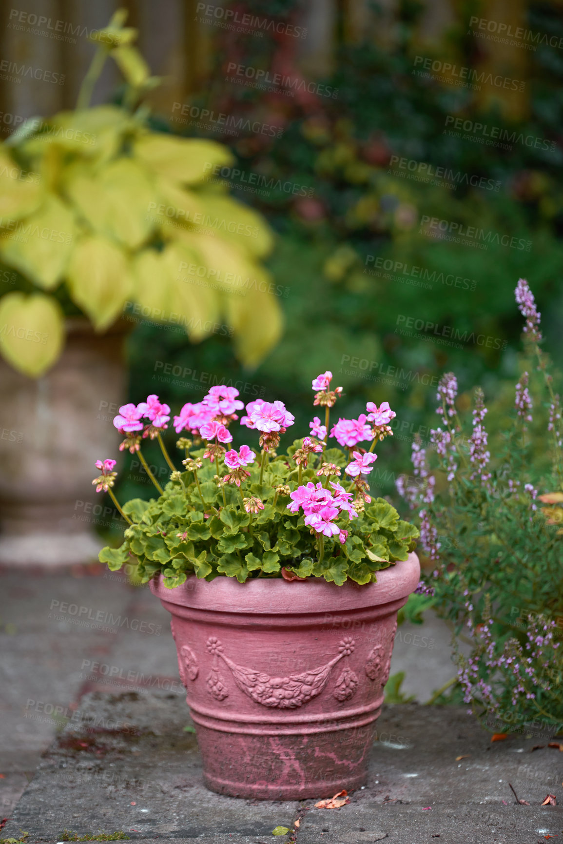 Buy stock photo Pink flowers in a vase in a backyard garden in summer. Zonal geranium flowers displayed in a vessel or jar on a lawn for landscaping and decoration. Flowering pot plant ina natural environment