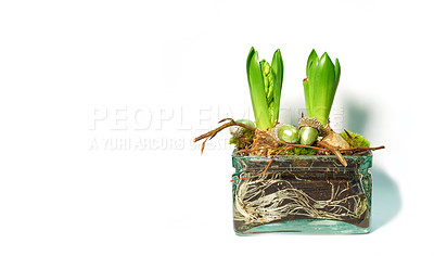 Buy stock photo Tiny seedlings germinating into leaves with buds. Ecosystem of plant life developing and growing. Closeup of green crocus flavus flower with roots and bulbs sprouting in glass vase isolated on white