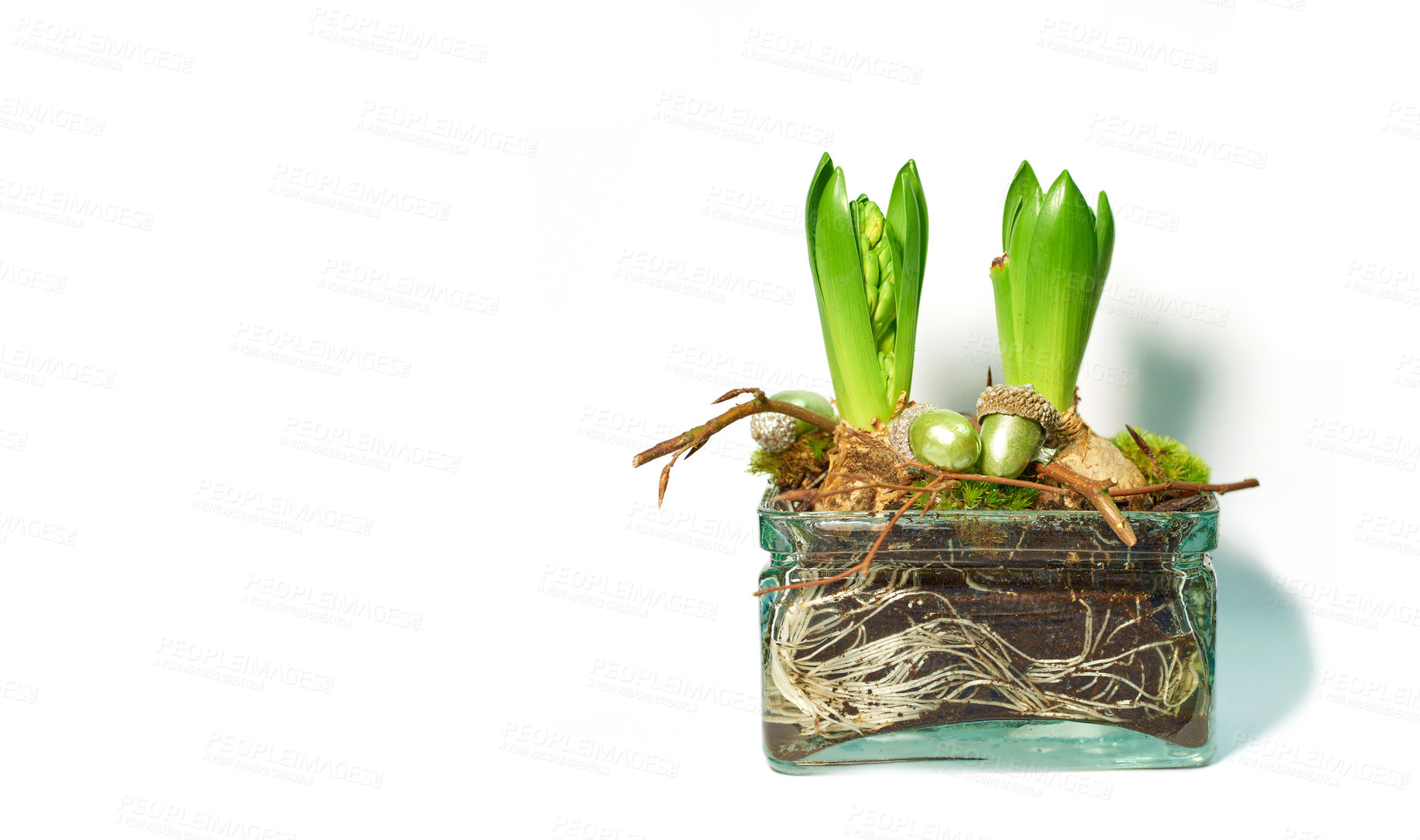 Buy stock photo Tiny seedlings germinating into leaves with buds. Ecosystem of plant life developing and growing. Closeup of green crocus flavus flower with roots and bulbs sprouting in glass vase isolated on white