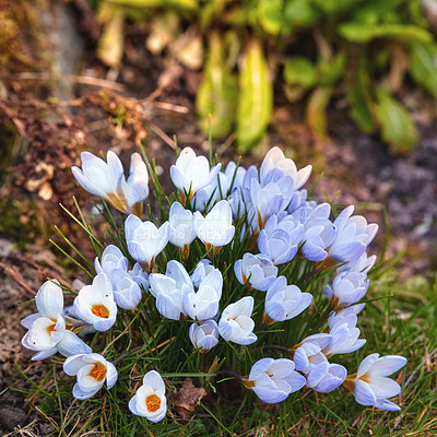 Buy stock photo Beautiful crocus in my garden in springtime