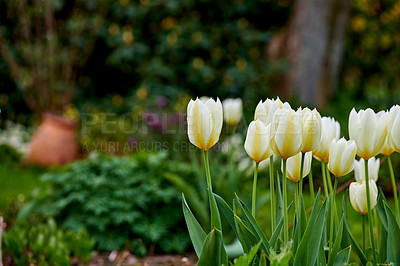 Buy stock photo Beautiful white tulips growing in a landscaped garden in early summer. Closeup view of flowers blooming in spring in nature. Natural white flowering plants growing from long and short green stems