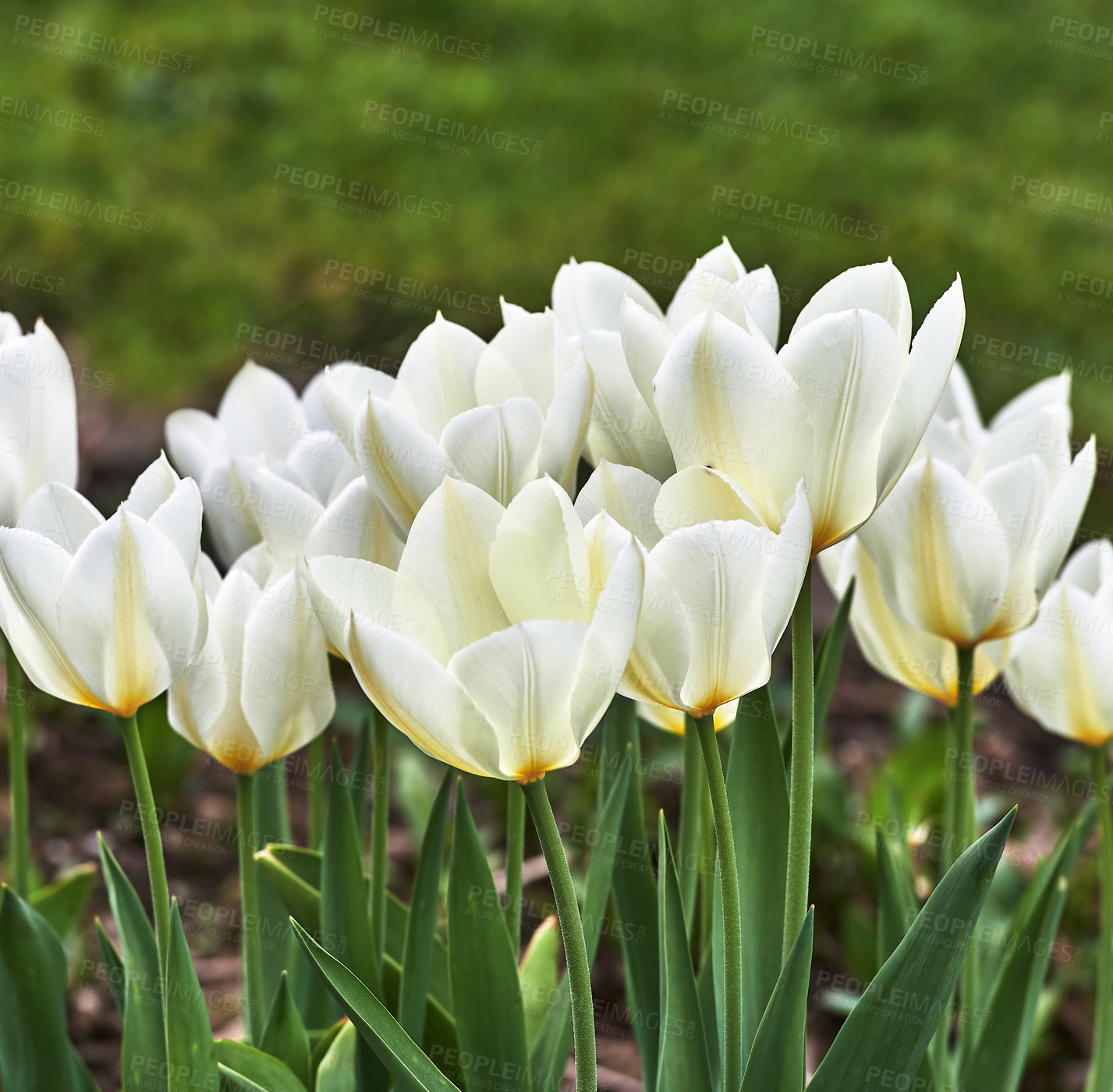 Buy stock photo Beautiful white tulips in my garden in early springtime