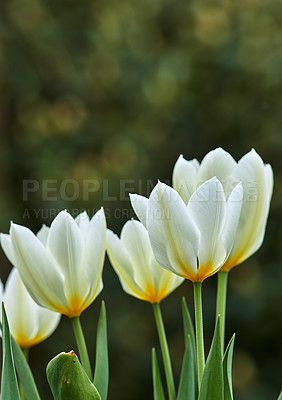 Buy stock photo White and yellow tulips growing in a lush garden at home. Pretty flora with vibrant petals and green stems blooming in the meadow in springtime. Bunch of flowers blossom in a landscaped backyard