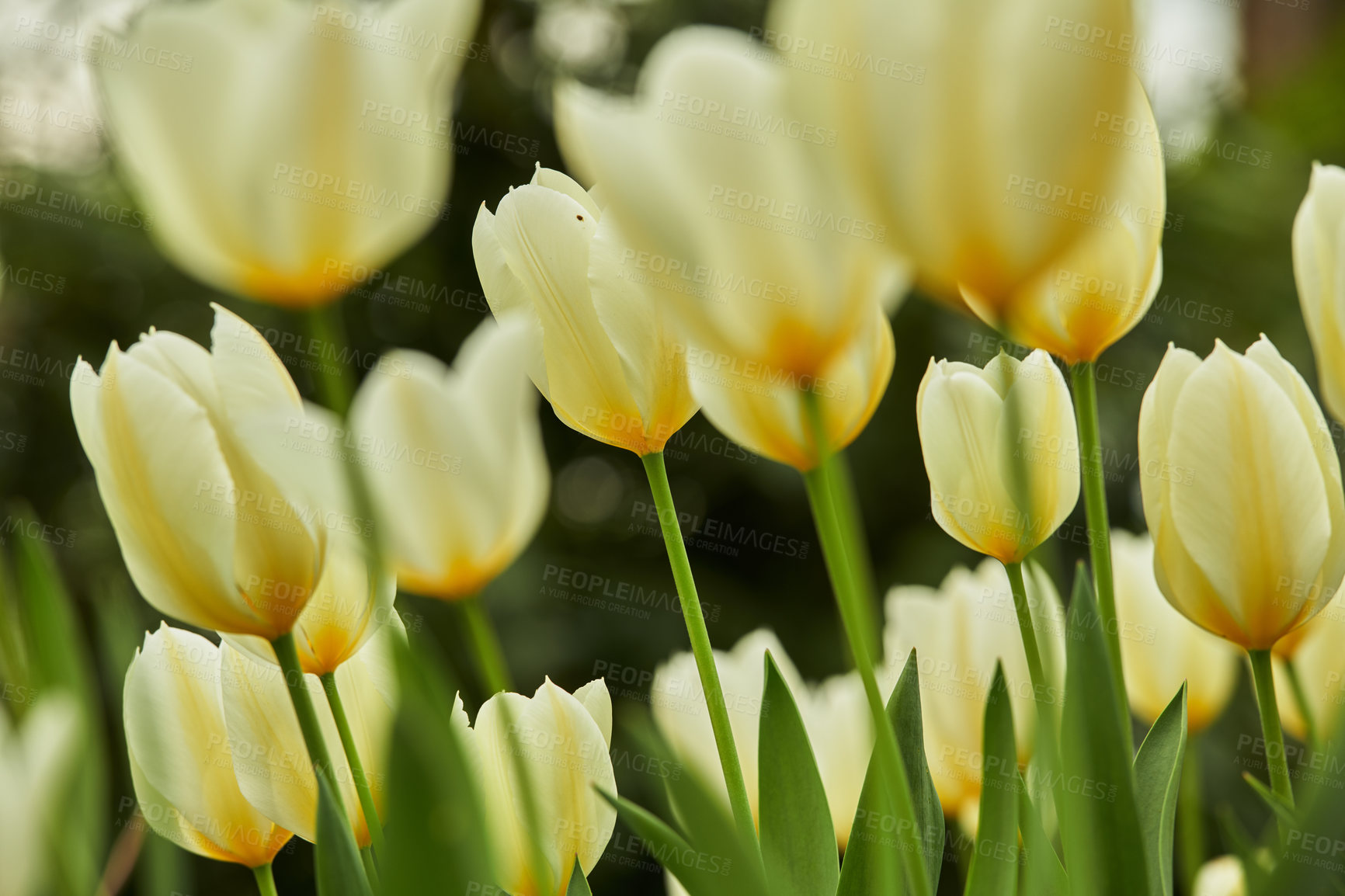 Buy stock photo Beautiful white tulips in my garden in early springtime