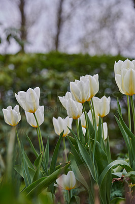 Buy stock photo Beautiful white tulips in my garden in early springtime