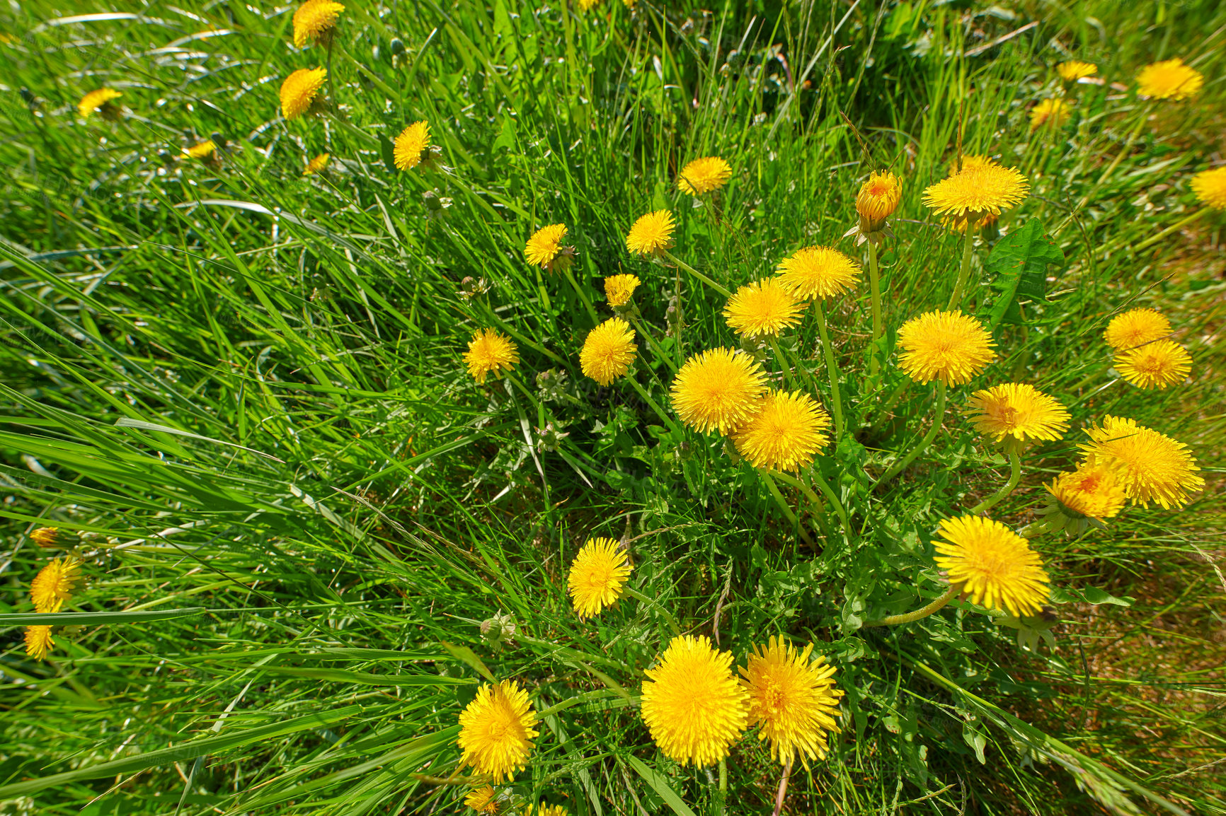 Buy stock photo Dandelion on green background