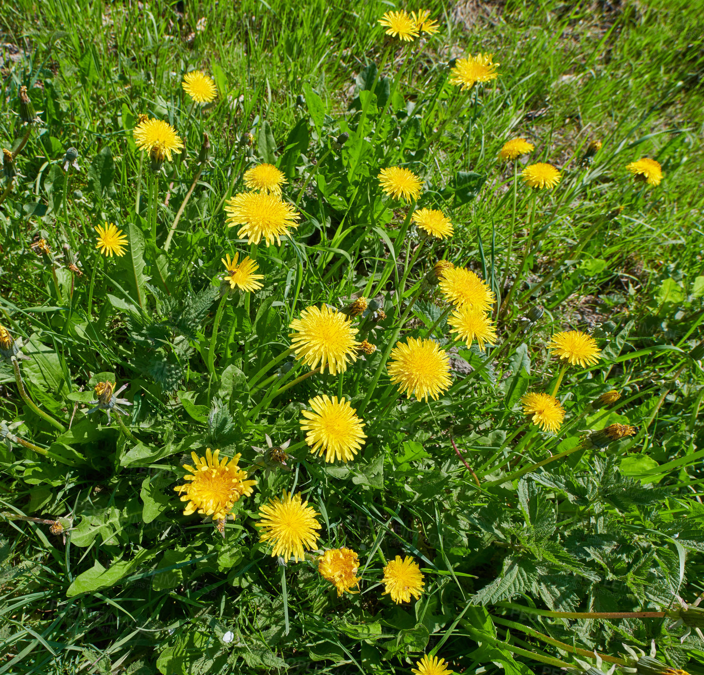 Buy stock photo Dandelion on green background