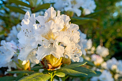 Buy stock photo Shot of flowers in spring