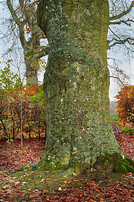 Huge tree in my garden - early spring