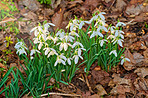 Common snowdrop - Galanthus nivalis 