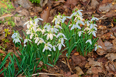 Buy stock photo Galanthus nivalis was described by the Swedish botanist Carl Linnaeus in his Species Plantarum in 1753, and given the specific epithet nivalis, meaning snowy (Galanthus means with milk-white flowers). T