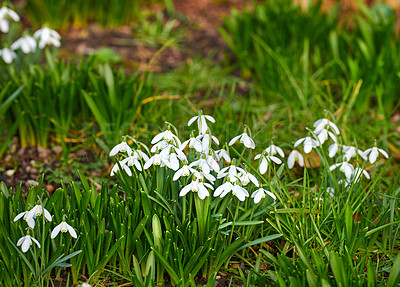 Buy stock photo Galanthus nivalis was described by the Swedish botanist Carl Linnaeus in his Species Plantarum in 1753, and given the specific epithet nivalis, meaning snowy (Galanthus means with milk-white flowers). T