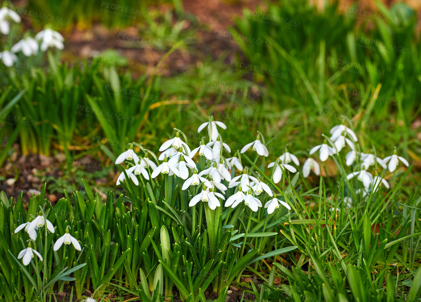 Buy stock photo Galanthus nivalis was described by the Swedish botanist Carl Linnaeus in his Species Plantarum in 1753, and given the specific epithet nivalis, meaning snowy (Galanthus means with milk-white flowers). T