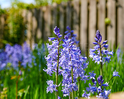 Buy stock photo Bluebell flowers growing in garden or overgrown backyard in spring. Nature view of delicate blue flowering plants in a field with copy space. Closeup of vibrant indigo hyacinths in lush meadow