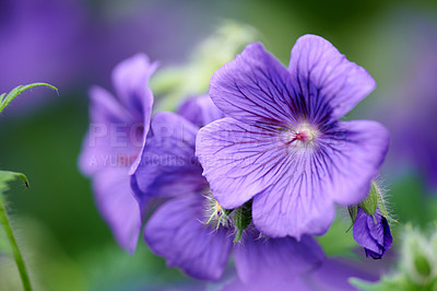 Buy stock photo Purple blue geranium flowers in detail looking beautiful outside in botanical garden. Close up of vibrant pretty patterns blooming in a lush meadow home backyard environment in nature during spring