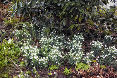 Buy stock photo Galanthus woronowii growing in their natural habitat in a dense forest. Green or Woronow's snowdrop budding and flowering in the woods. Plant species thriving in their natural wilderness environment