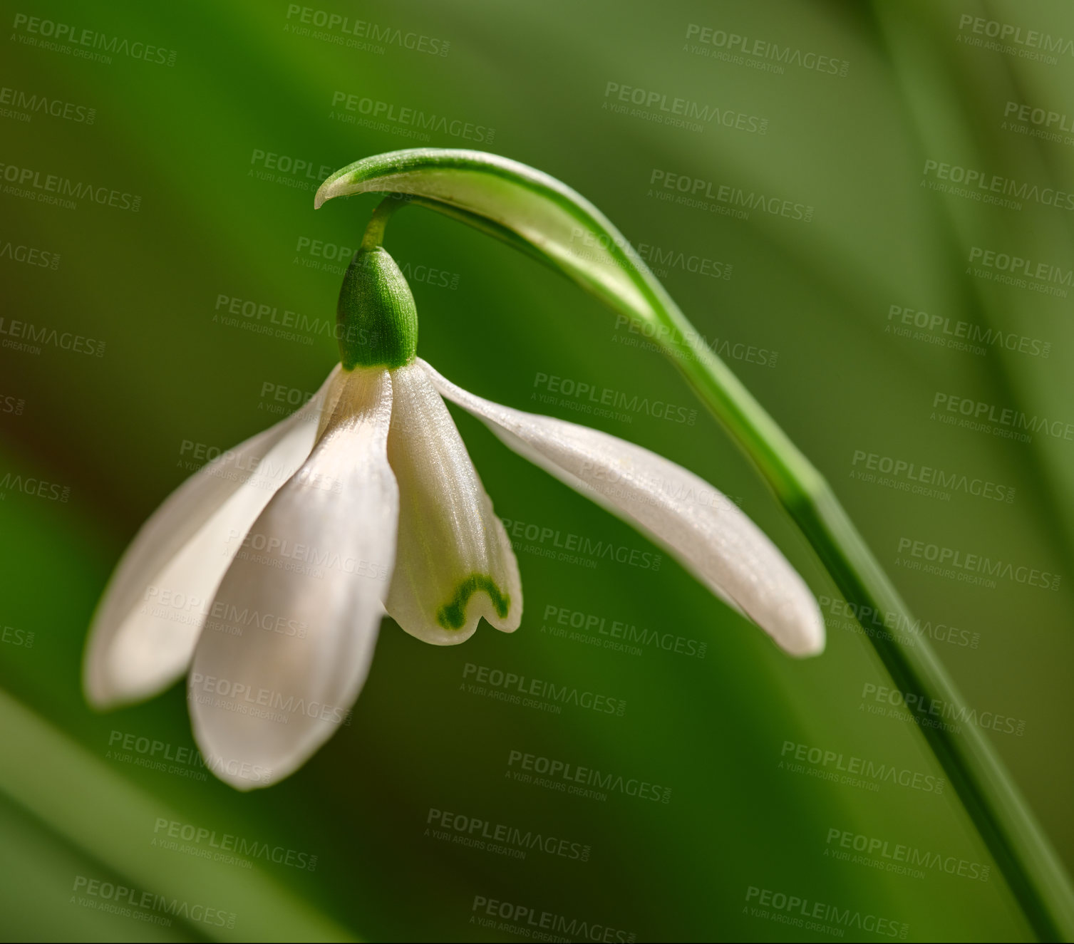 Buy stock photo Closeup of white common snowdrop flower growing against green copy space background in remote field. Detail of galanthus nivalis blossoming, blooming and flowering in a meadow or home backyard garden