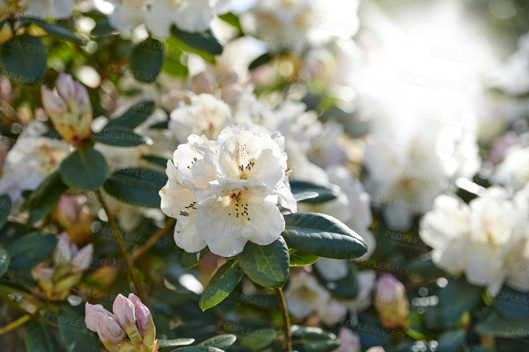 Buy stock photo Shot of flowers in spring