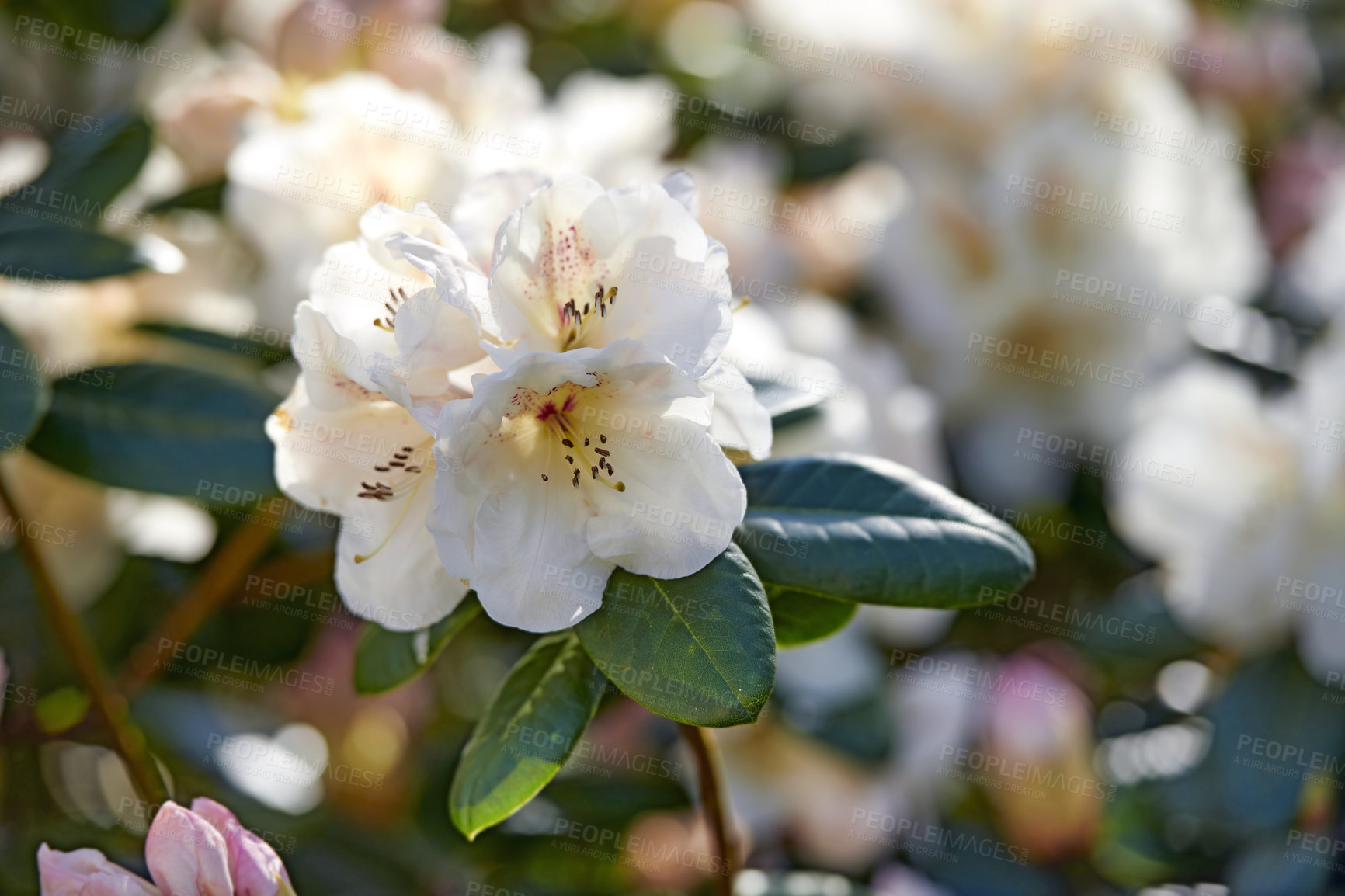 Buy stock photo Shot of flowers in spring