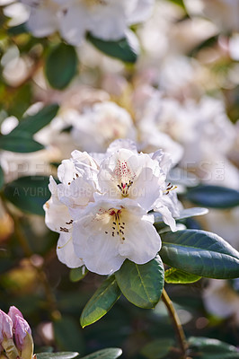 Buy stock photo Shot of flowers in spring