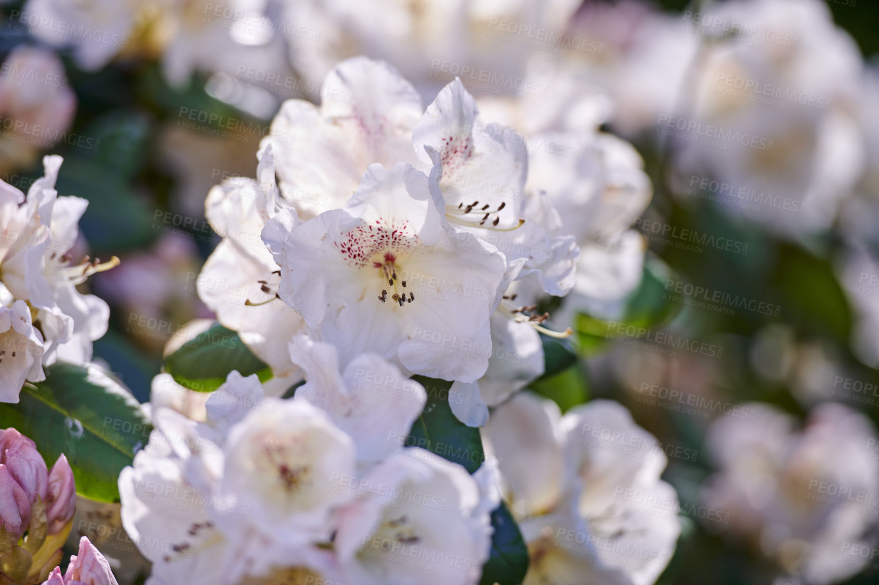 Buy stock photo Shot of flowers in spring