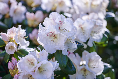 Buy stock photo Shot of flowers in spring