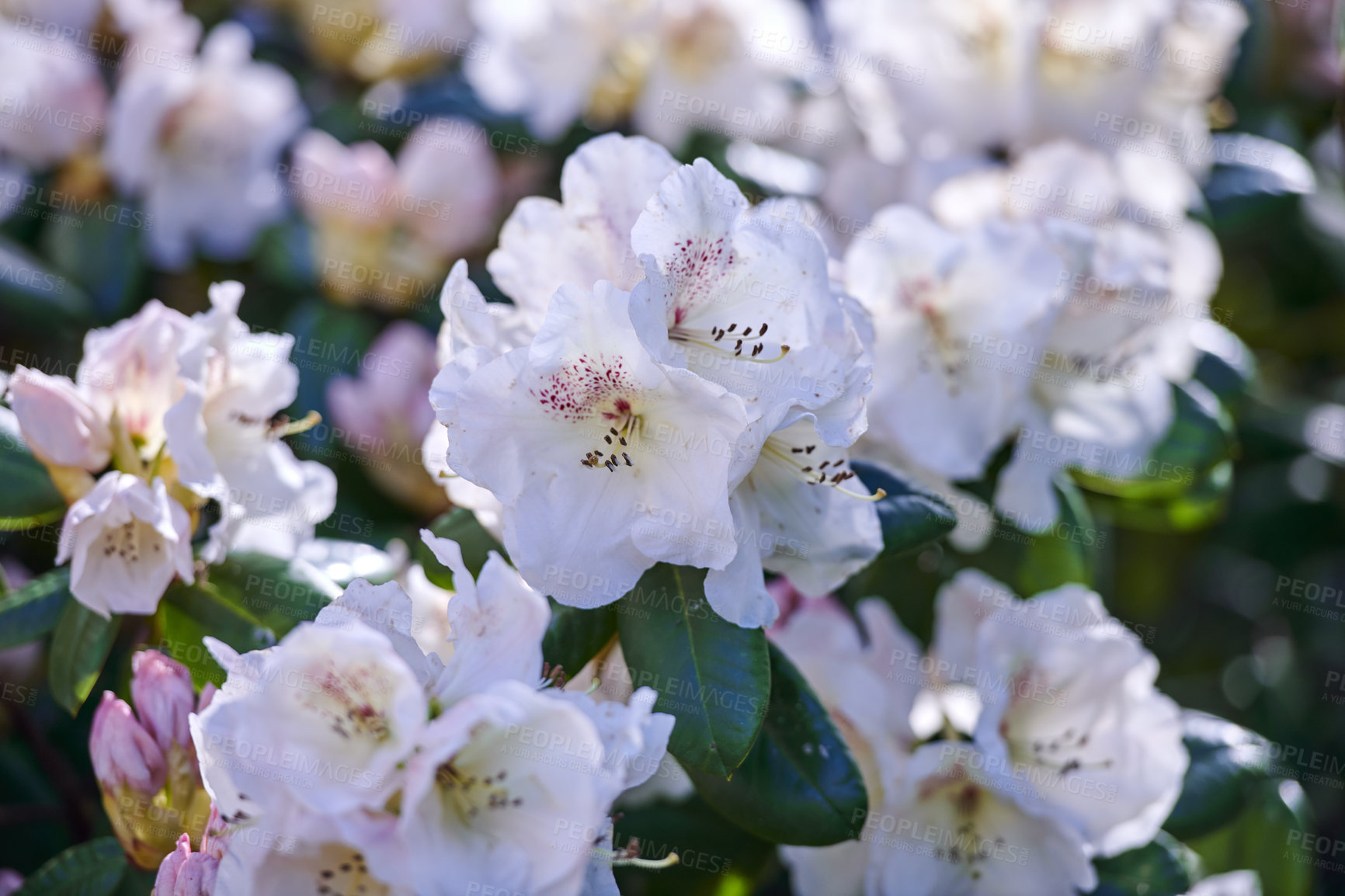 Buy stock photo Shot of flowers in spring