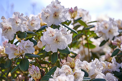 Buy stock photo Shot of flowers in spring