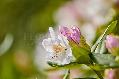 Buy stock photo Shot of flowers in spring