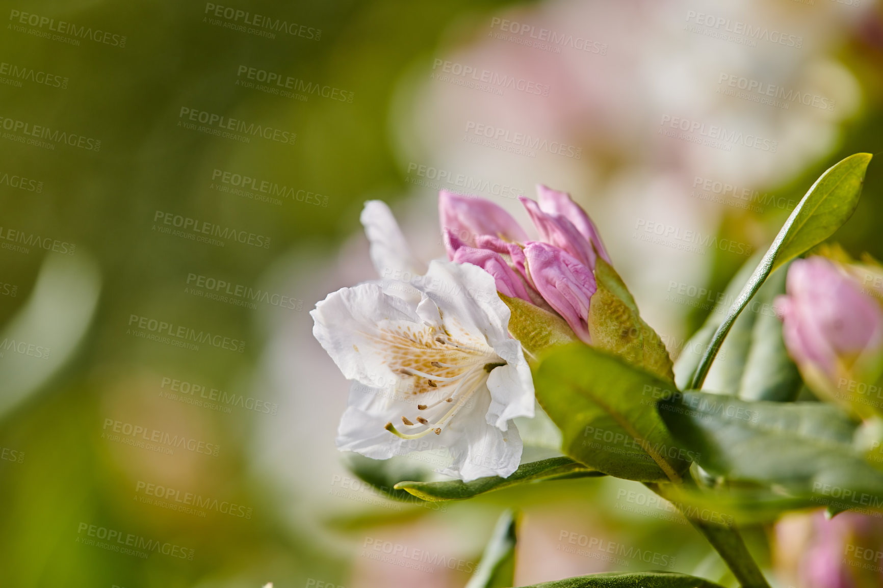 Buy stock photo Shot of flowers in spring