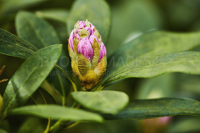 Buy stock photo Rhododendron Flowers in my garden