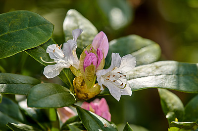 Buy stock photo Closeup of Great Laurel growing in a green garden with a blurry background on a sunny day. Macro details of colorful flowers in harmony with nature, tranquil wild plants in a zen, quiet backyard