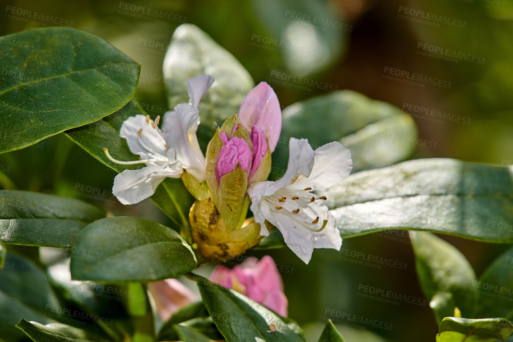 Buy stock photo Closeup of Great Laurel growing in a green garden with a blurry background on a sunny day. Macro details of colorful flowers in harmony with nature, tranquil wild plants in a zen, quiet backyard