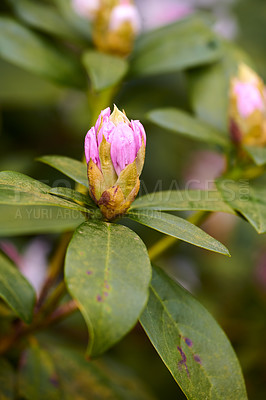 Buy stock photo Shot of flowers in spring