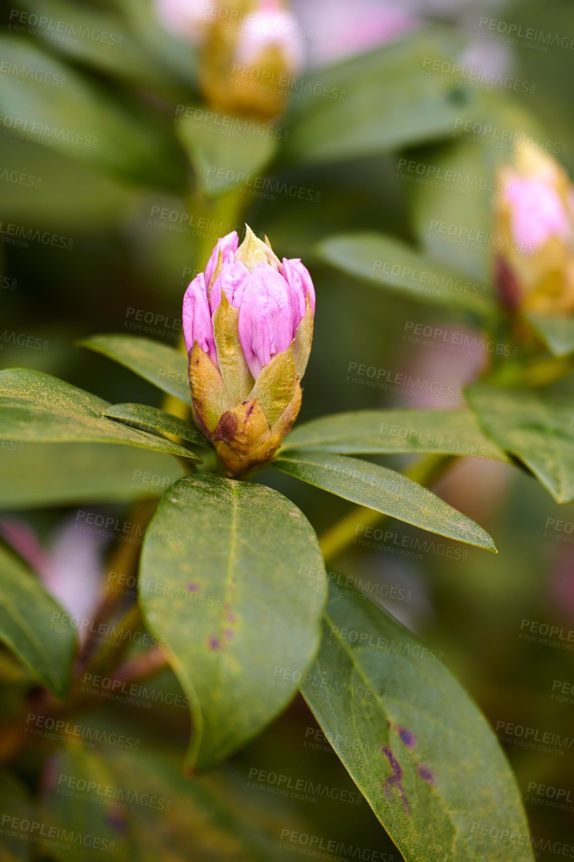 Buy stock photo Shot of flowers in spring