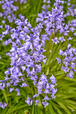 Buy stock photo Colorful purple flowers growing in a garden. Closeup of beautiful spanish bluebell or hyacinthoides hispanica foliage with vibrant petals blooming and blossoming in nature on a sunny day in spring