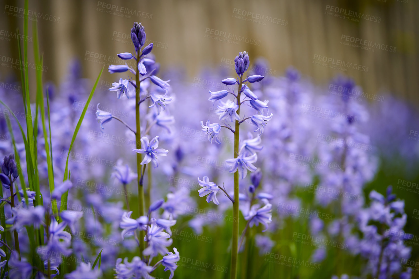 Buy stock photo Spanish bluebell flowers, a species of Hyacinthoides, blooming and blossoming in a field or botanical garden outside. Wild flowering plants thriving outdoors and used for gardening decoration