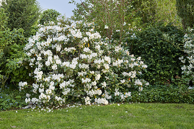 Buy stock photo Shot of flowers in spring