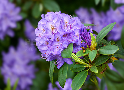 Buy stock photo Closeup of beautiful rhododendron simsii flower in the garden in early springtime. Landscape view of plants blooming in nature. Natural white flower petals growing from long and short green stems